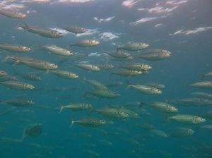 1024px-Rastrelliger_kanagurta_Landaagiraavaru