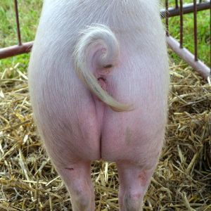 766px-02014_Ein_polnische_Schwein